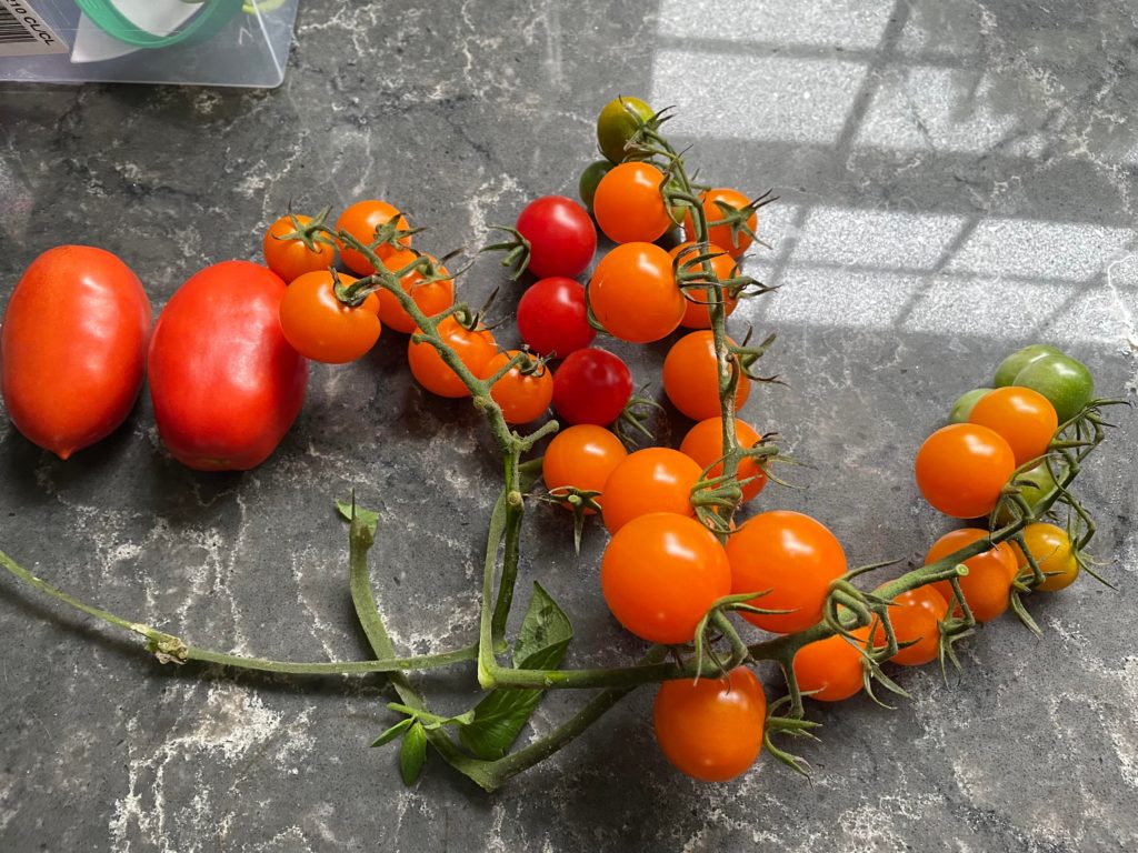 Pre-storm harvest (Aka whatever I could grab on my way back inside)