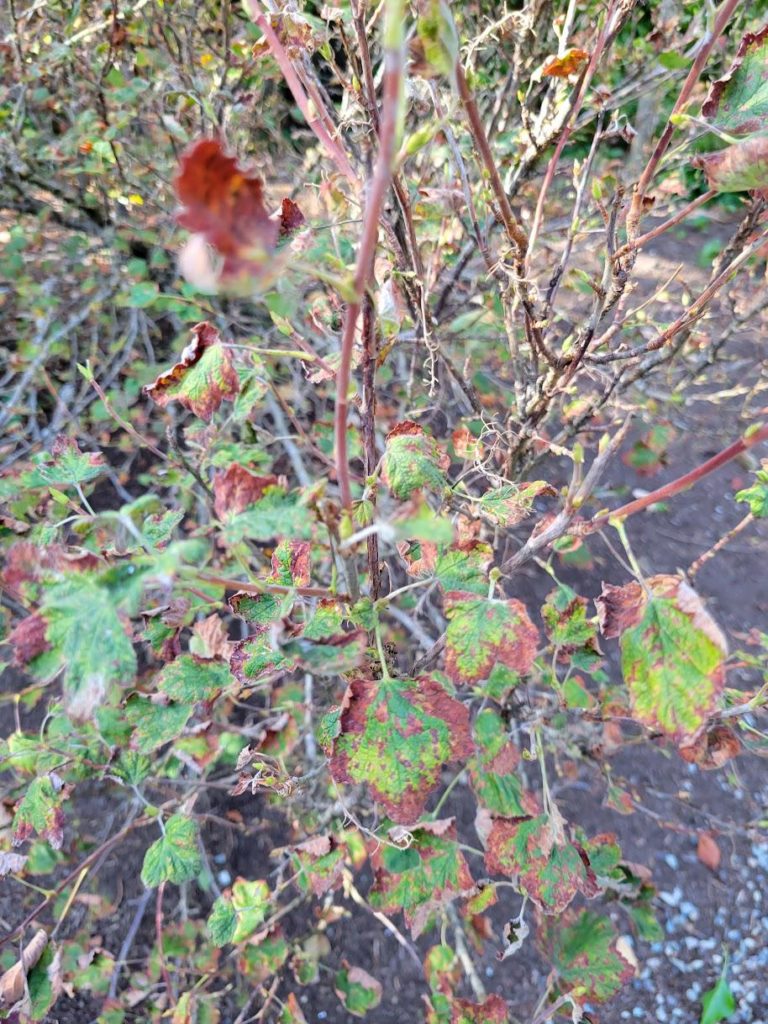 Whats wrong with my flowering currant?