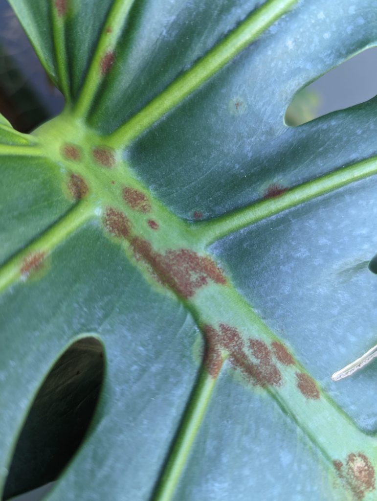 Help identifying this disease