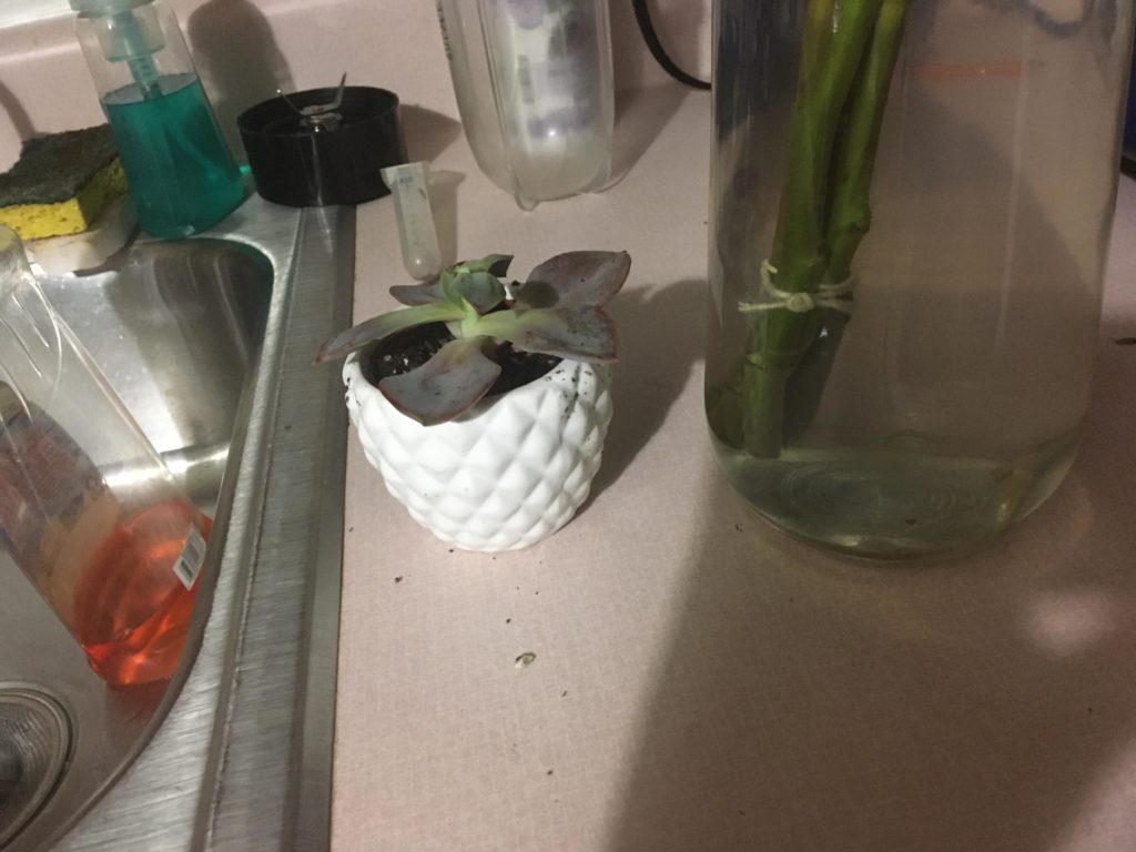 I don’t remember what this plant is called, also help, it’s leaves are getting shriveled up underneath the bigger ones to the point I had to pull them off..