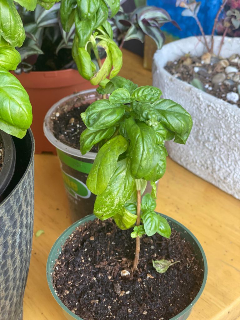 Basil plant help (white dots on bottom leaves??)