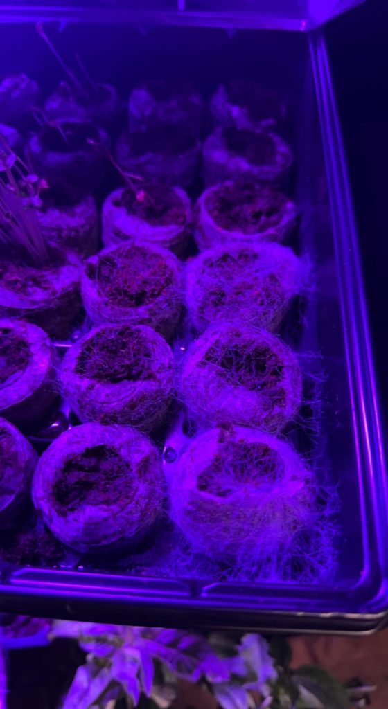 Walls Walla Onion starters are fuzzy. What should I do?