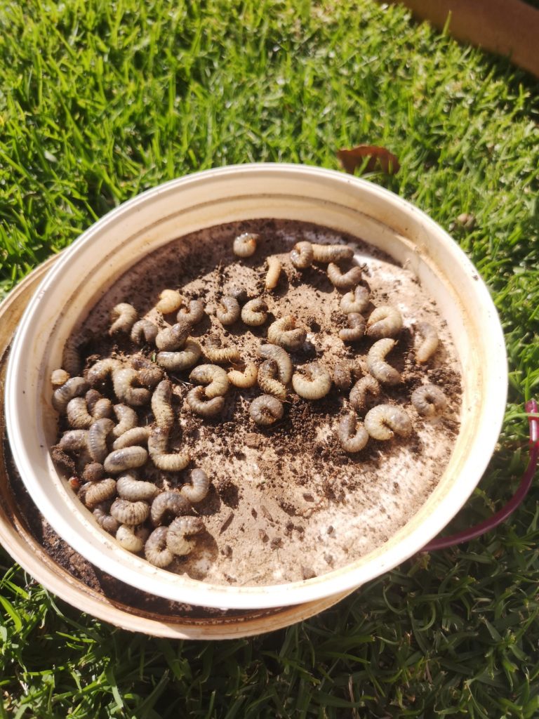 Are these good guys?