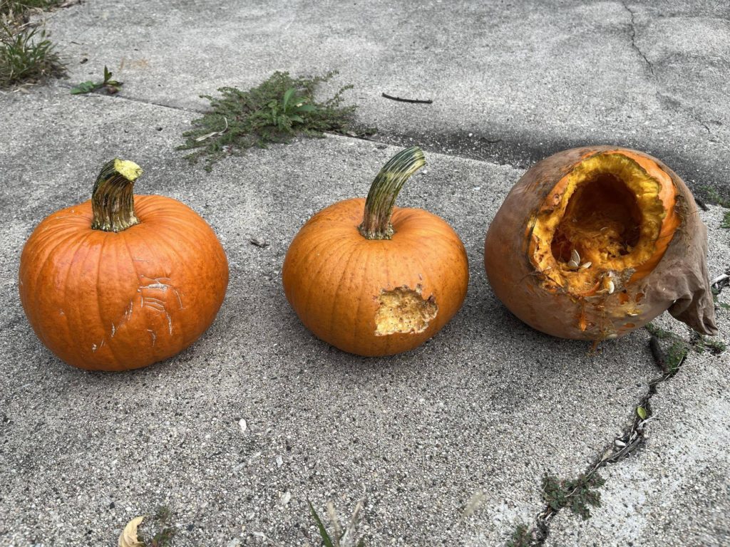 Sky Pumpkin Results!