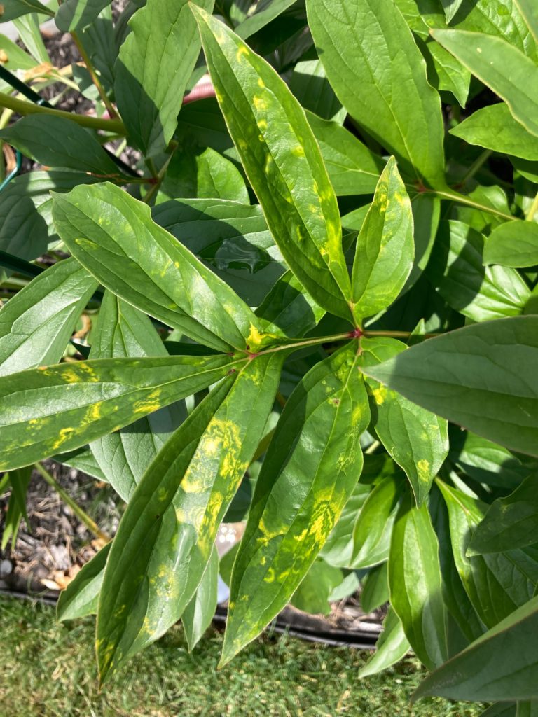 From spring, Downey mildew? Weird looking marbling on peony leaves