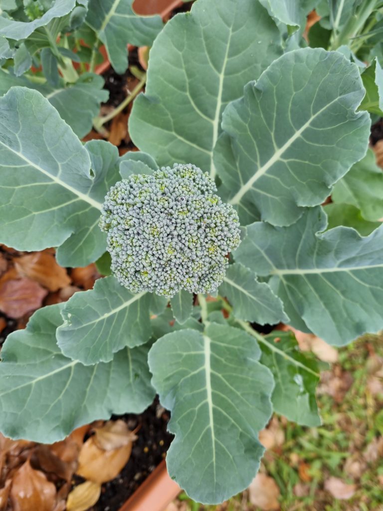 Broccoli bolting? I was told to not leave it too much longer or it will flower. Any indications this may be about to happen? It's my first season growing Broccoli