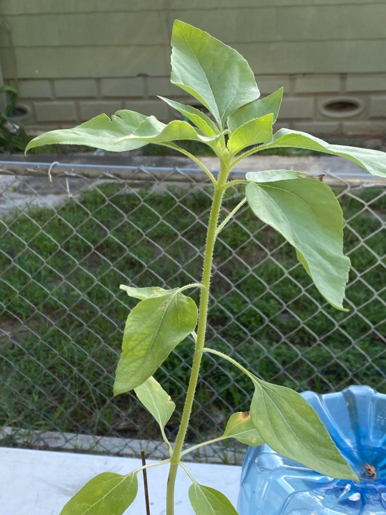 Biggest growing plant I’ve grown from seed (sunflower)