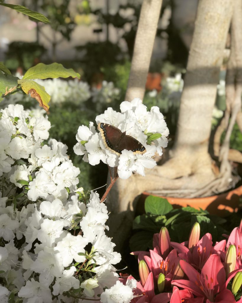 Mourning Cloak Butterfly on a White Azalea.