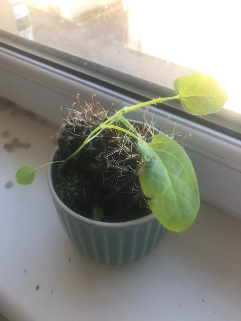 Does anyone know what this is growing with my cactus?