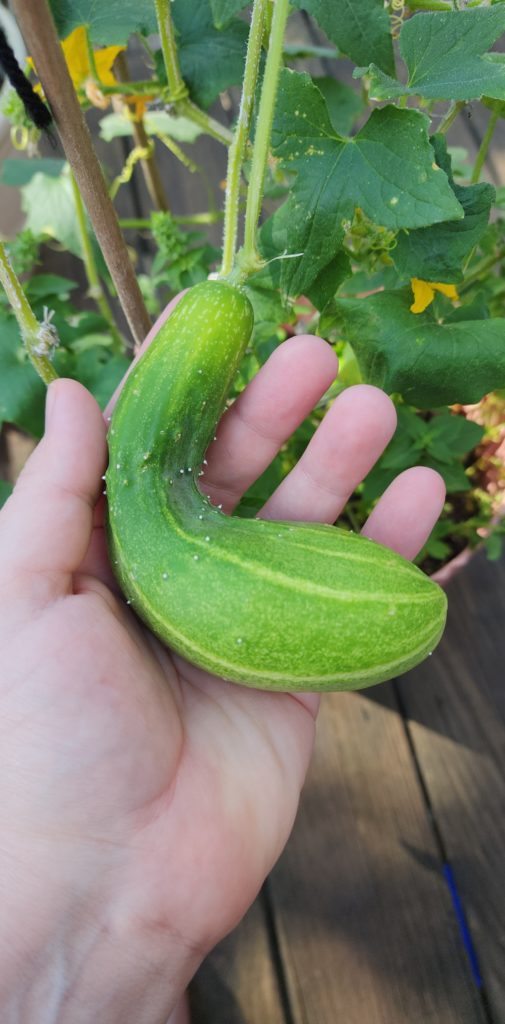 To pick or let grow?