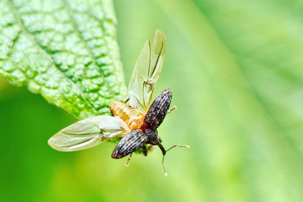Weevil lookin for food
