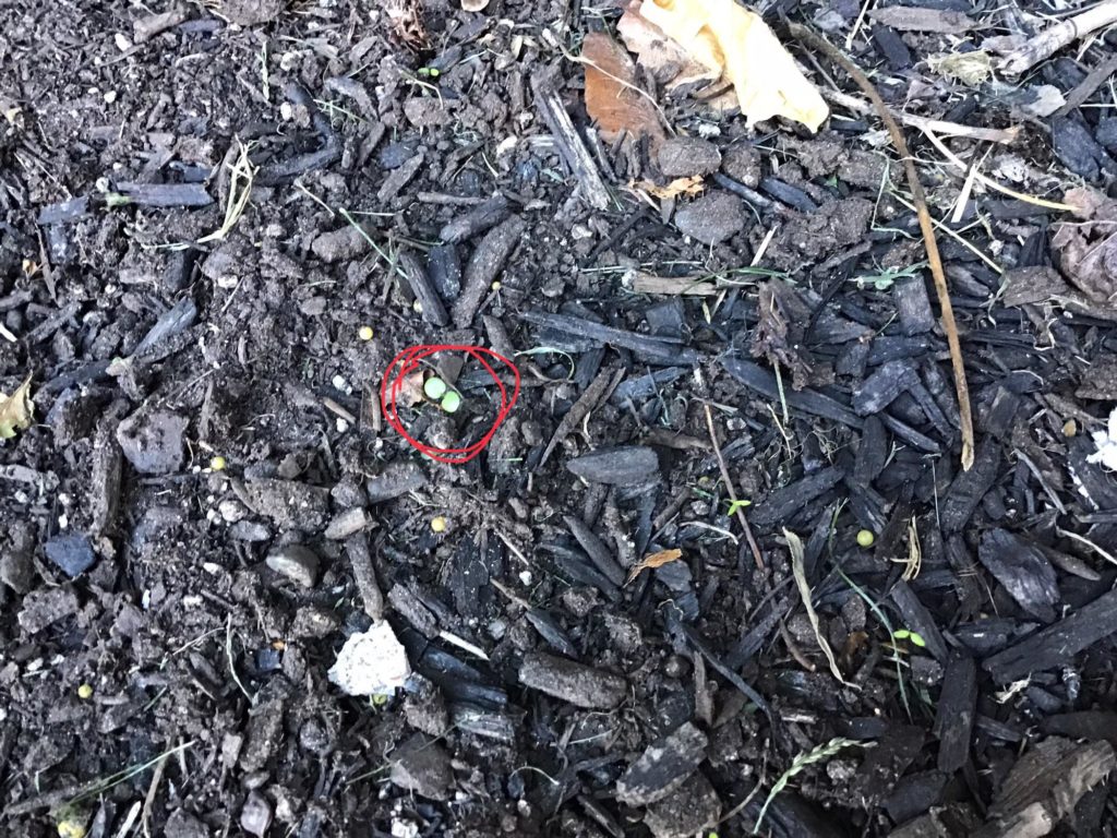 Is this a strawberry sprout?