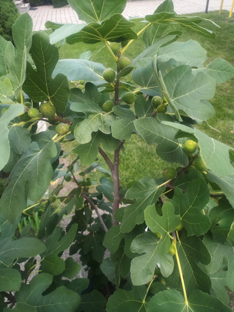 When are my figs going to finally ripen in Zone 5?