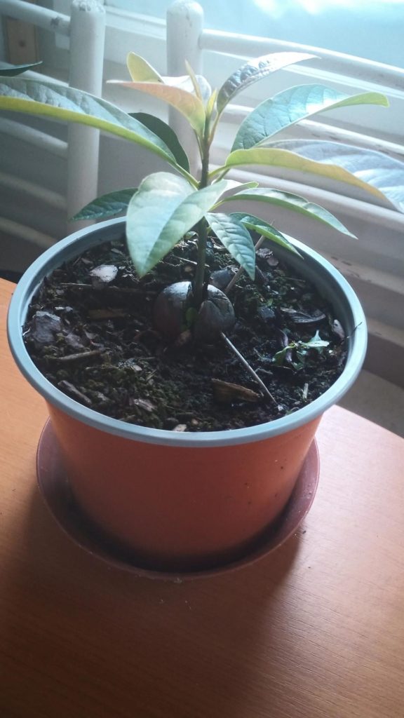 My first avocado tree