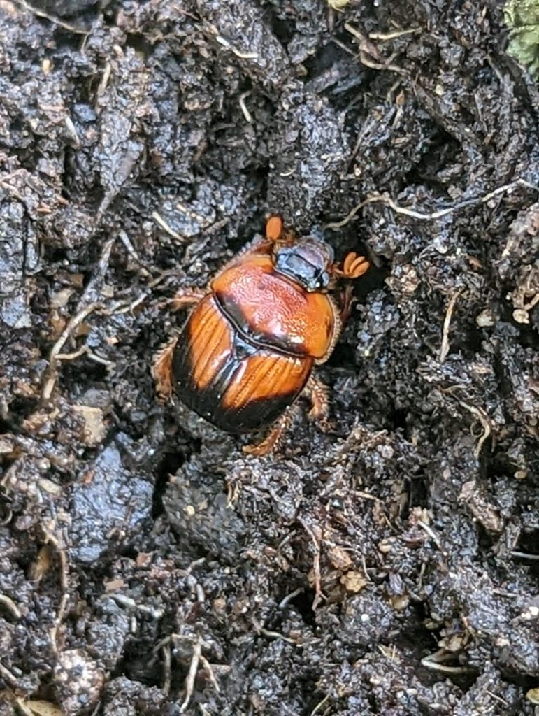 Scarab beetle Friend or Foe?