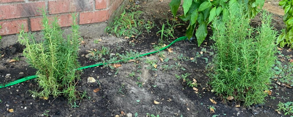 All For Gardening: The rosemary on the left doesn’t seem to be doing near as well as the one on the right. I’m trying to limit watering to every other day (all other veggies are watered daily), but it just seems to slowly get worse. All the other plants are flourishing. Any ideas? The rosemary on the left doesn’t seem to be doing near as well as the one on the right. I’m trying to limit watering to every other day (all other veggies are watered daily), but it just seems to slowly get worse. All the other plants are flourishing. Any ideas?