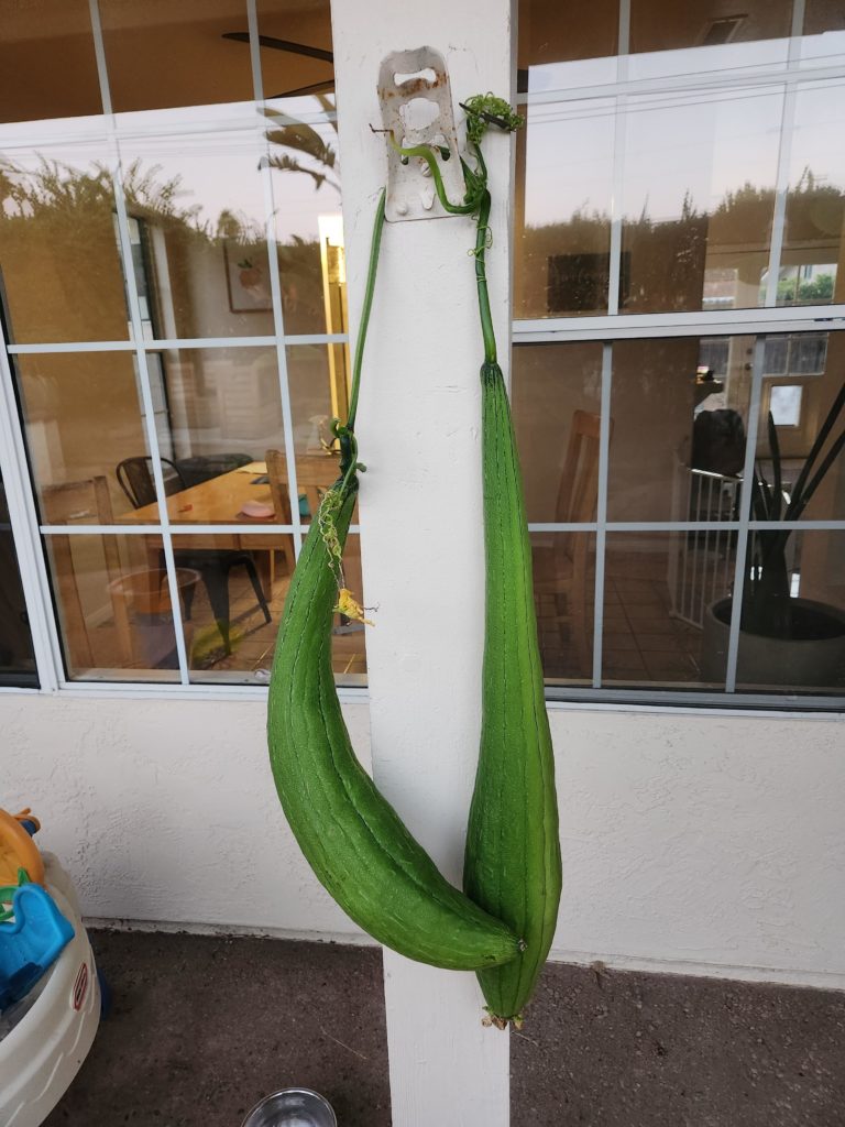 I'm sure you guys will feel my pain. I was trying to cleanup some of the runners on my loofah plant to give more focused energy to the loofahs growing and misread the vine. These were the two largest loofahs 😭