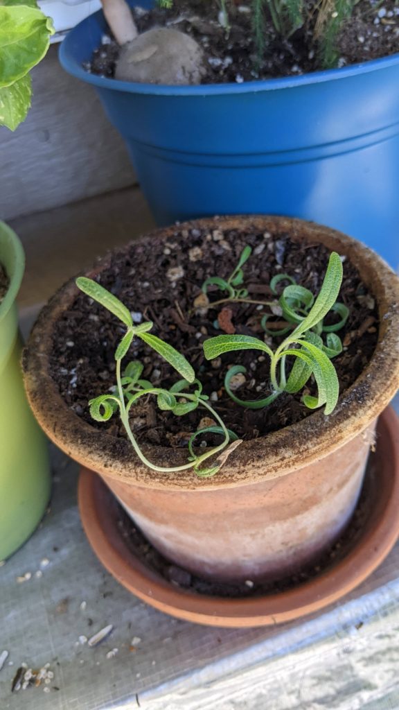 Is Rosemary supposed to do this?