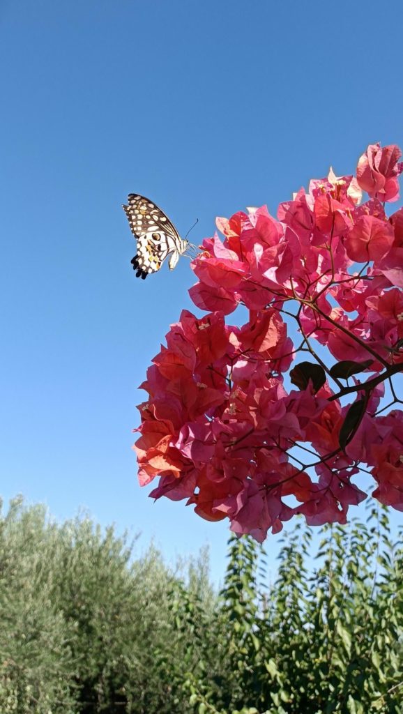 A pretty guest on my bougainvillea