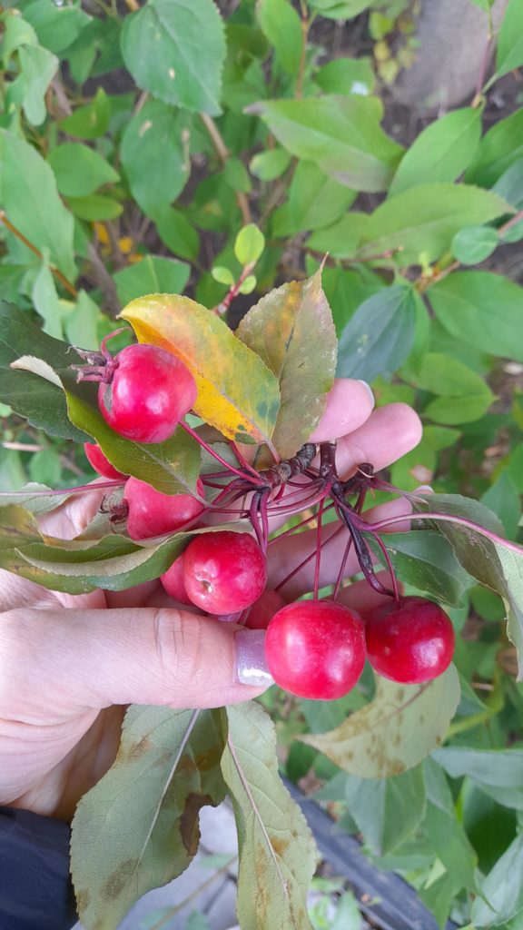 Does anyone know if it's possible to taste these little apples?