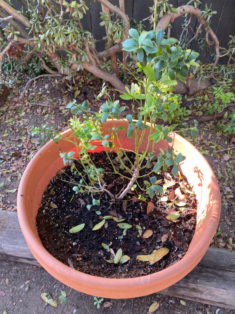 What can I do to encourage the growth of my blueberry plant?