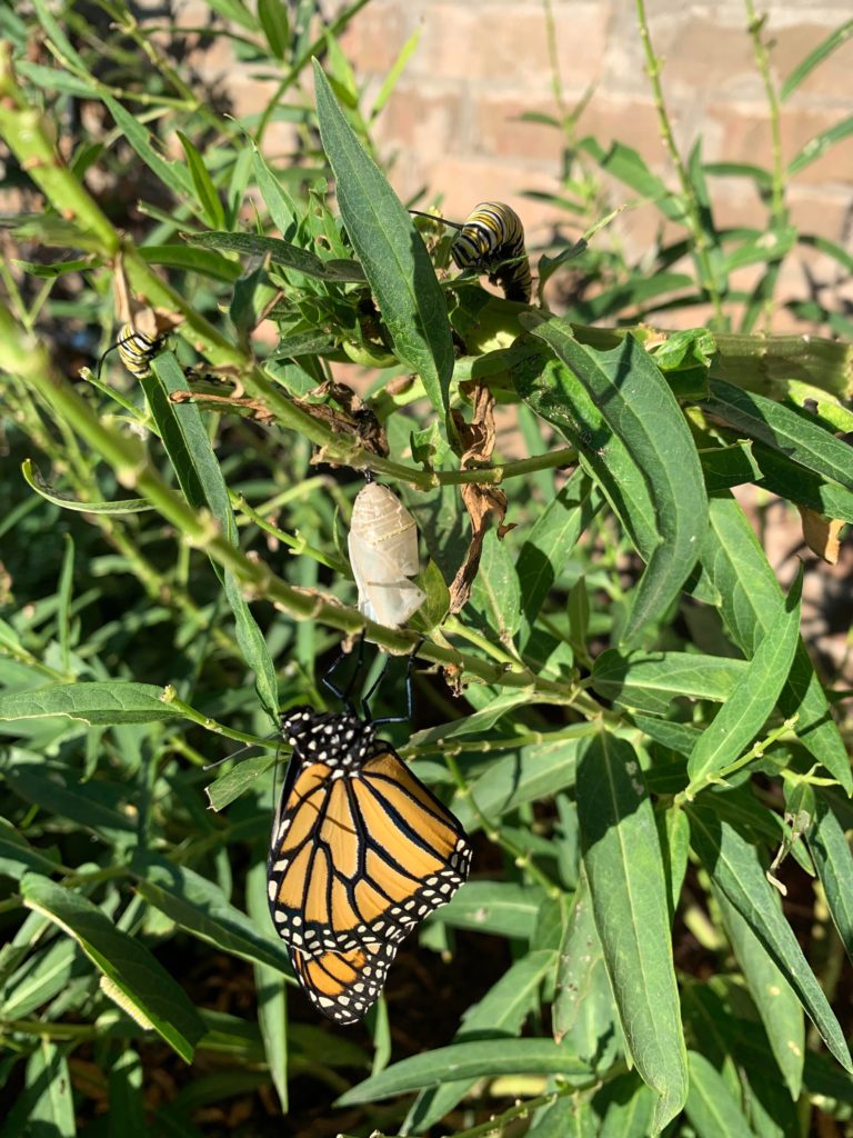 So happy I planted milkweed! One set of monarchs has gone on their way and I noticed this morning that I have another dozen or so caterpillars fattening up