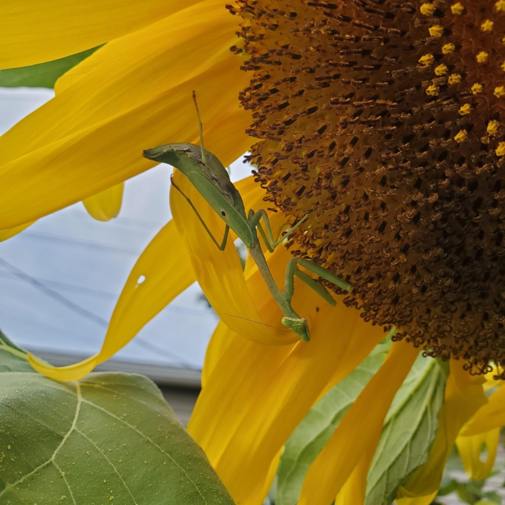 I love growing things and seeing who comes to visit.