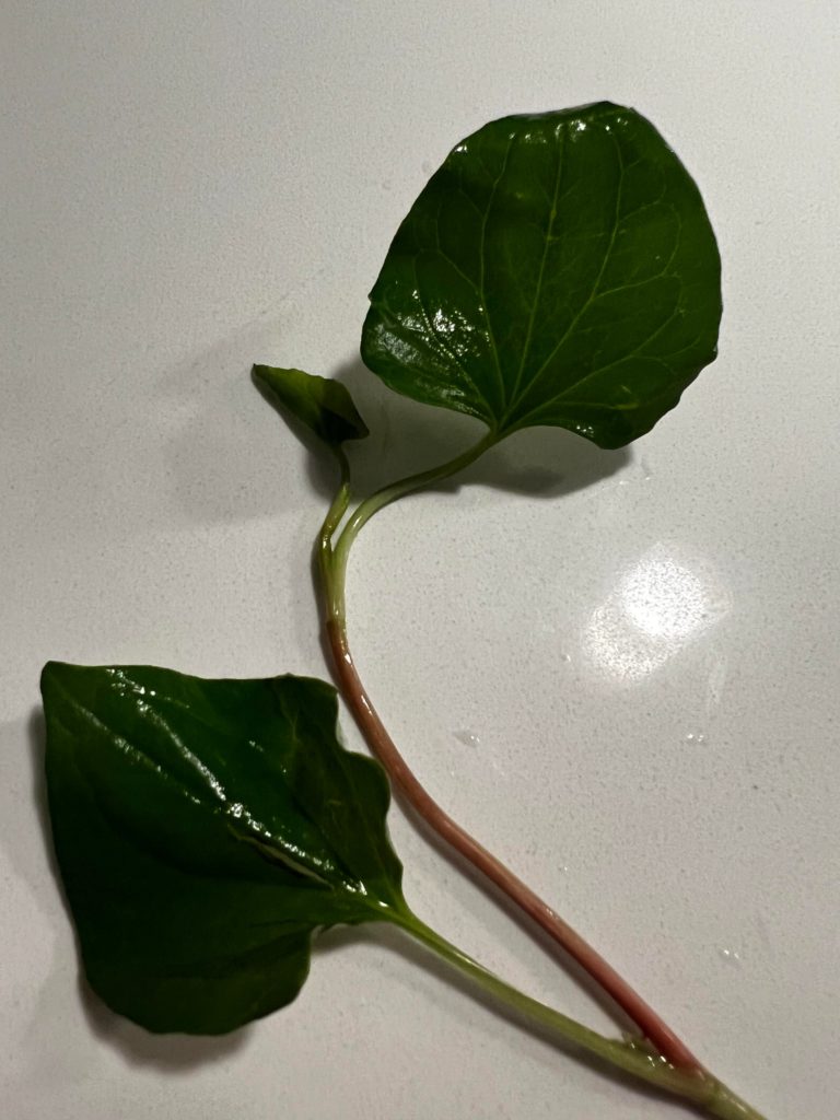 What is this herb? It tastes like fish!