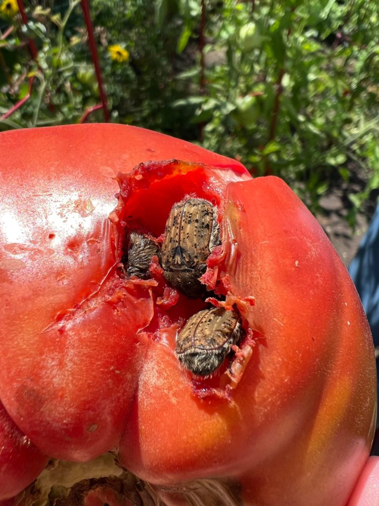 What in the world are these insects eating my tomatoes?