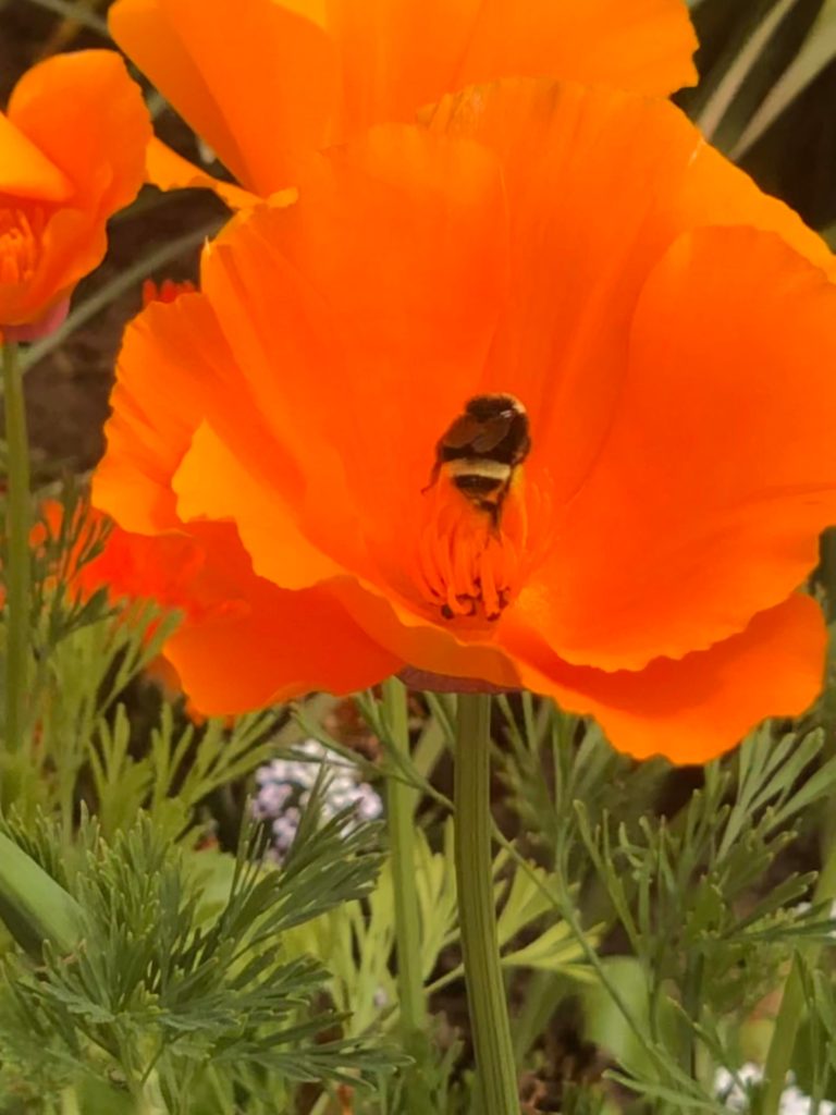 Bumblebee loving my poppy