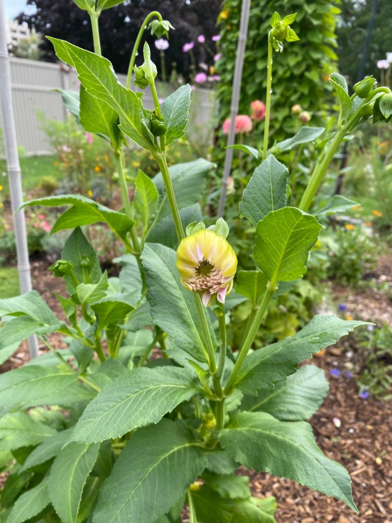 Come on Cafe au lait!