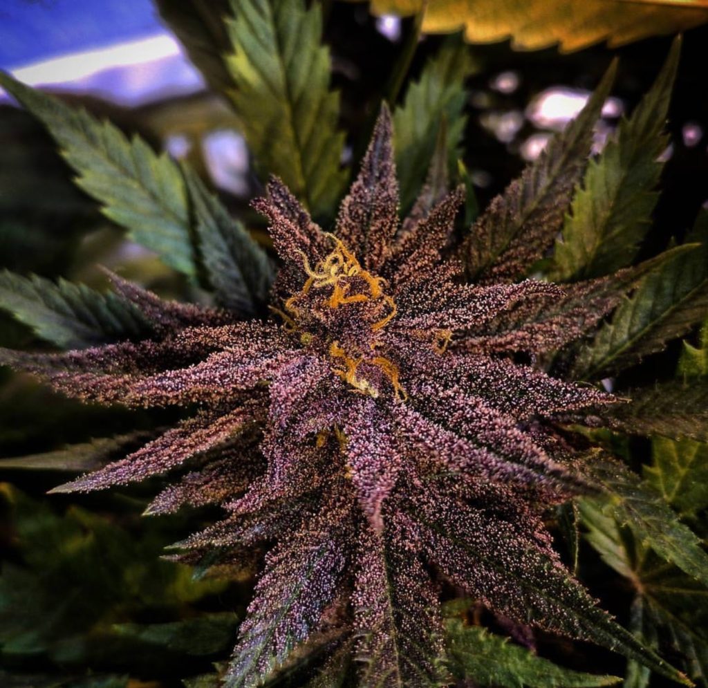 Proud to say I created this beautiful flower.. who likes to grow purples?