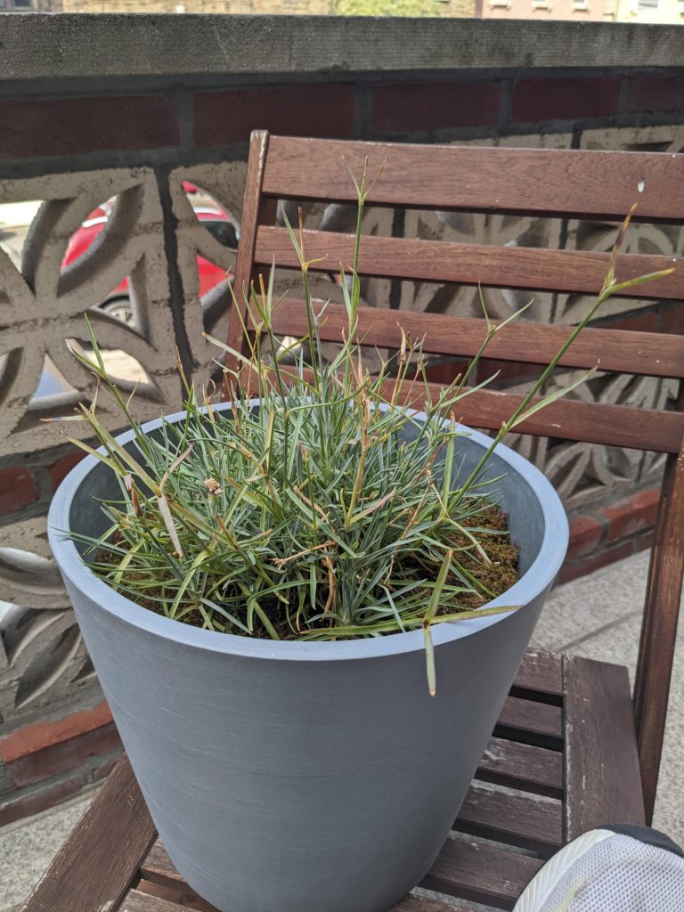 Unhappy Dianthus. Any tips on what's going on here? Or is it normal?