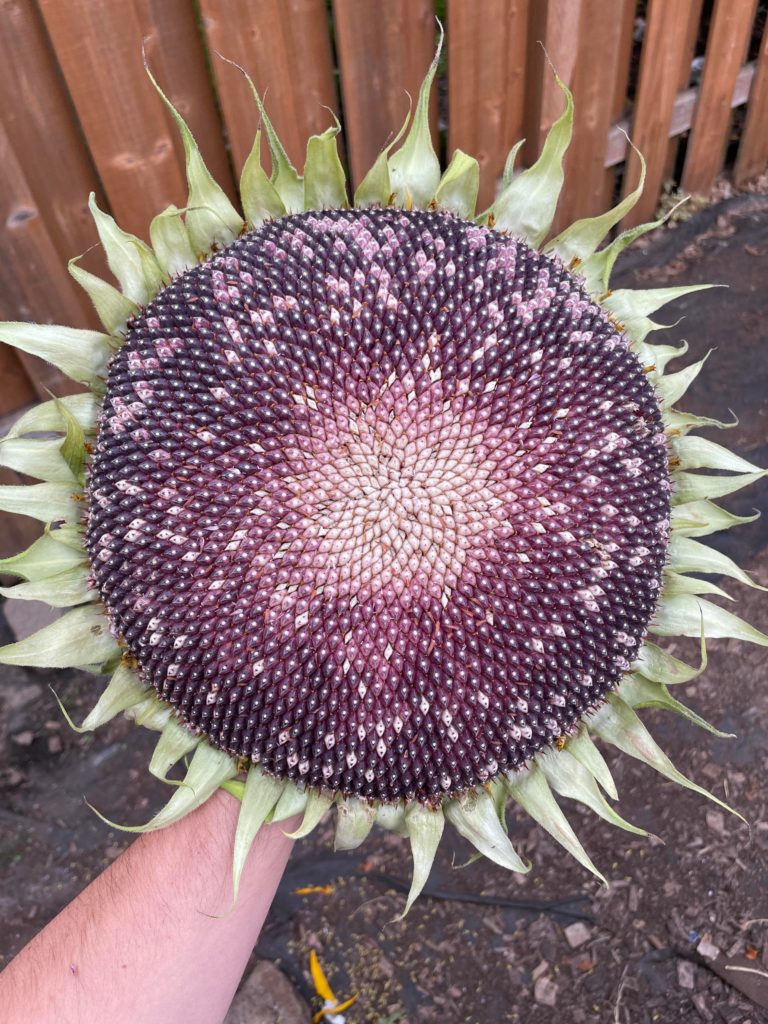 Purple sunflower seeds were a welcome surprise