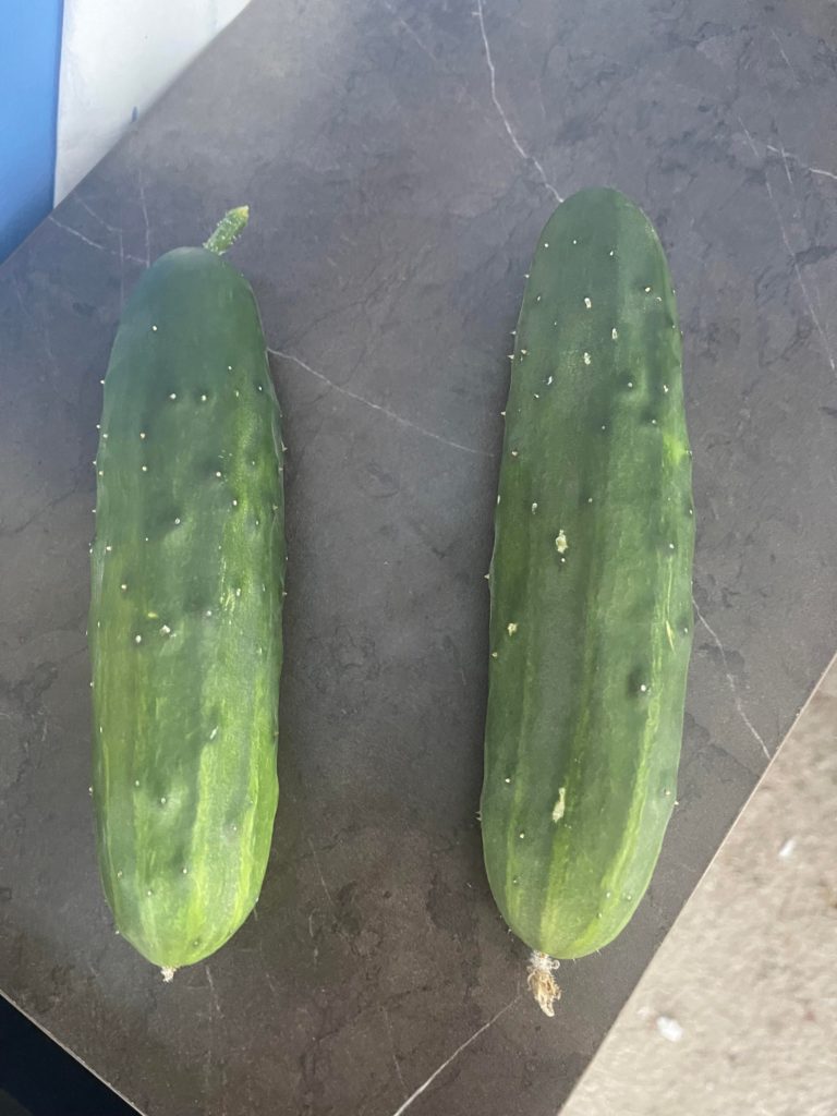 Two of my cukes I thought where pumpkins