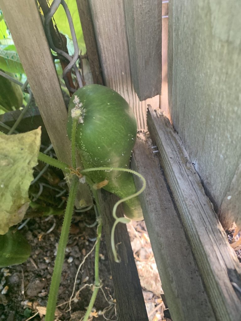 Looks like I’m not getting that cucumber