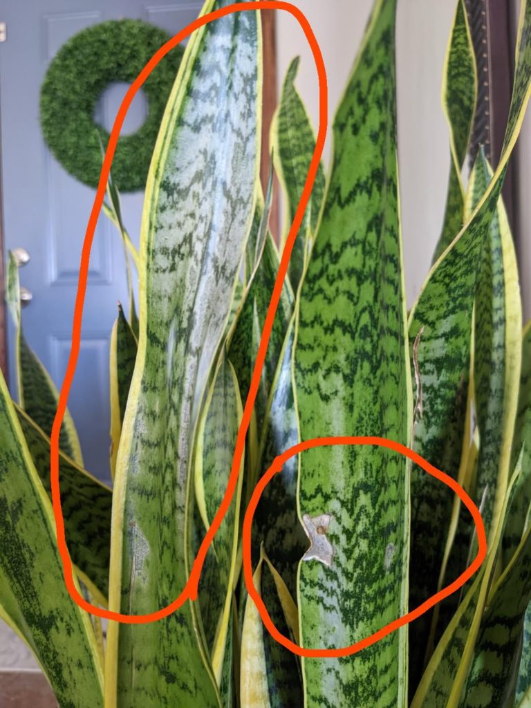 Sansevieria in distress (the rest in comments)