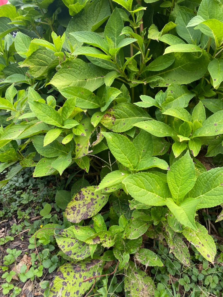 What has gotten to my hydrangea and how do I fix her?