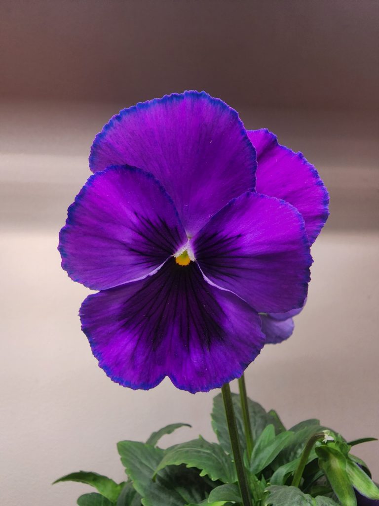 Loving this pansy that my husband grew