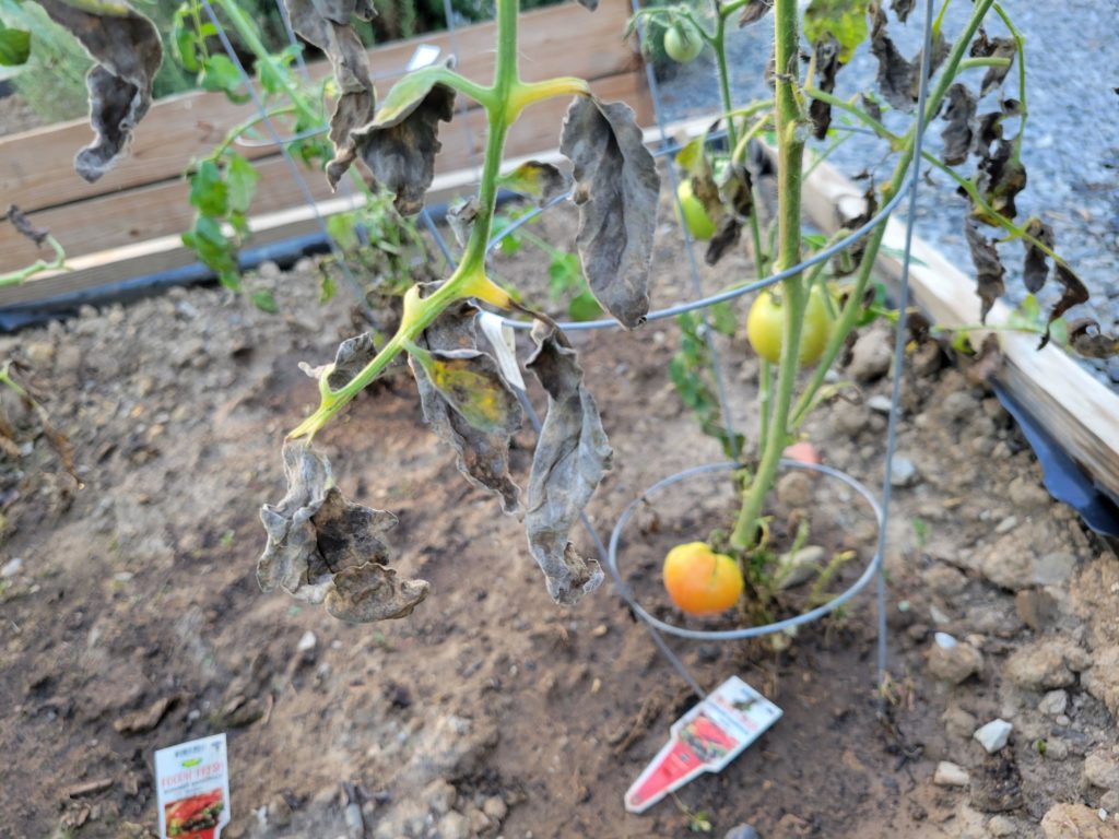 Is this Late Blight?