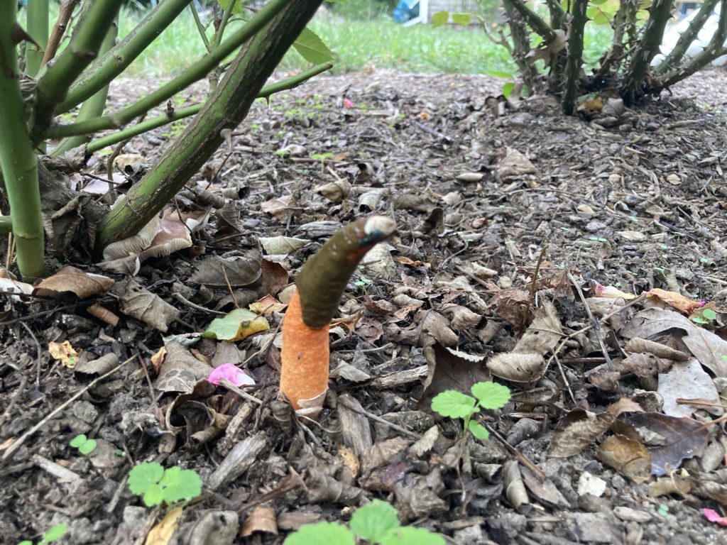 What the heck is growing under my roses?