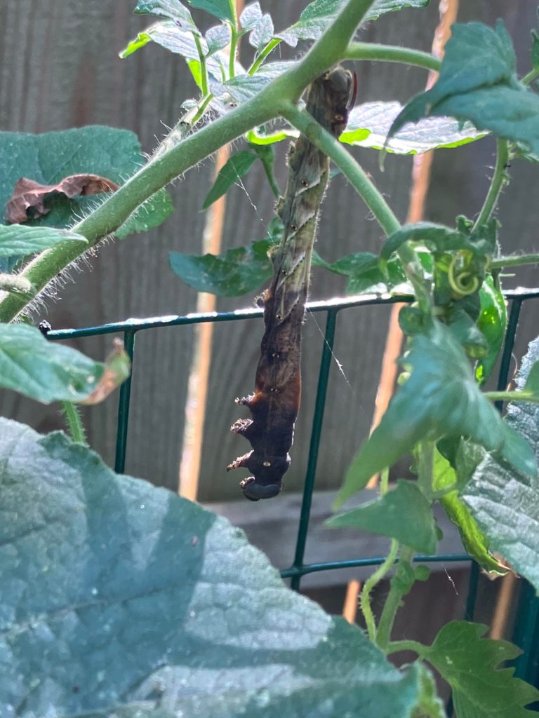 What in the world is this!?