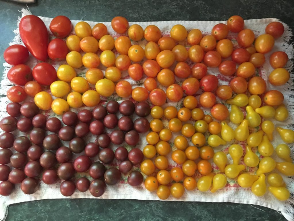 Tomatoes from my garden