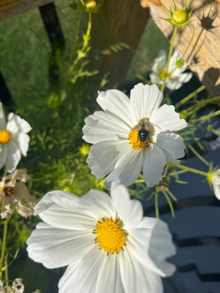 Grew some cosmos with my veggie garden and the bees absolutely love them!