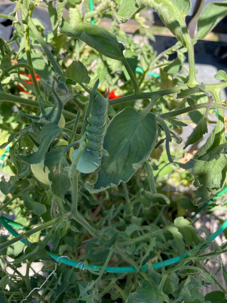 Should I move giant caterpillar off tomato plant?