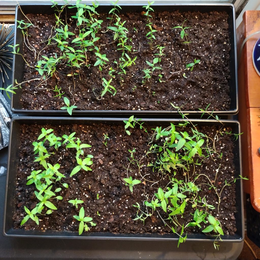 milkweed planted indoor in July?