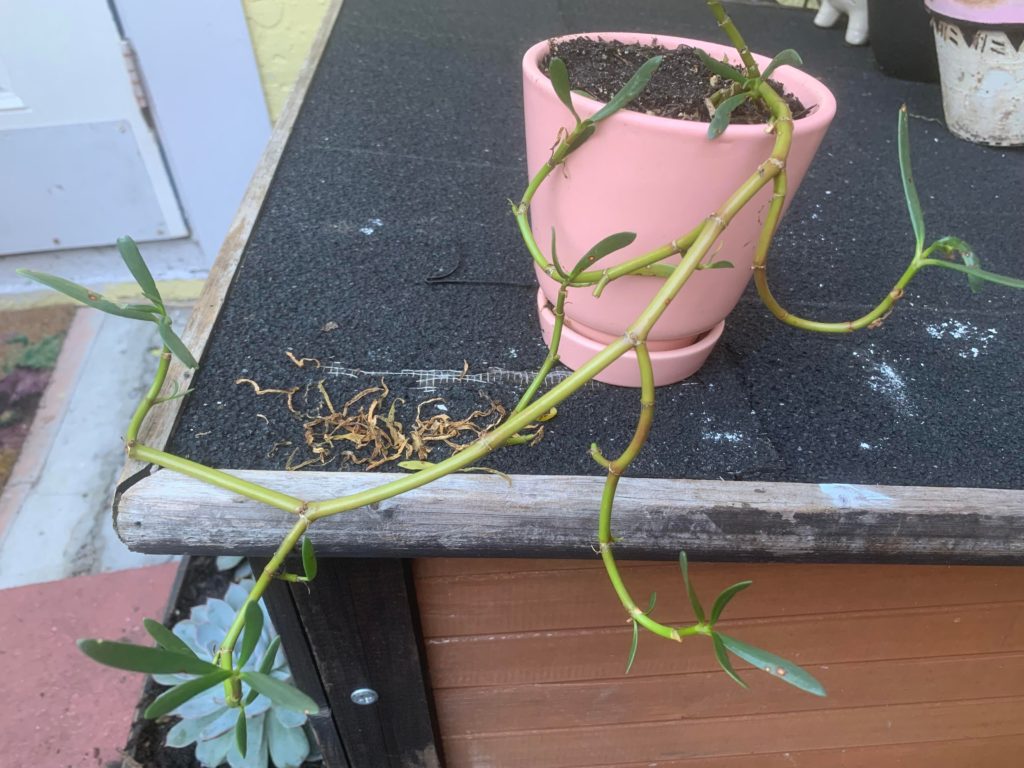 Where should i plant her? Brown stems in middle is dried up roots i believe?