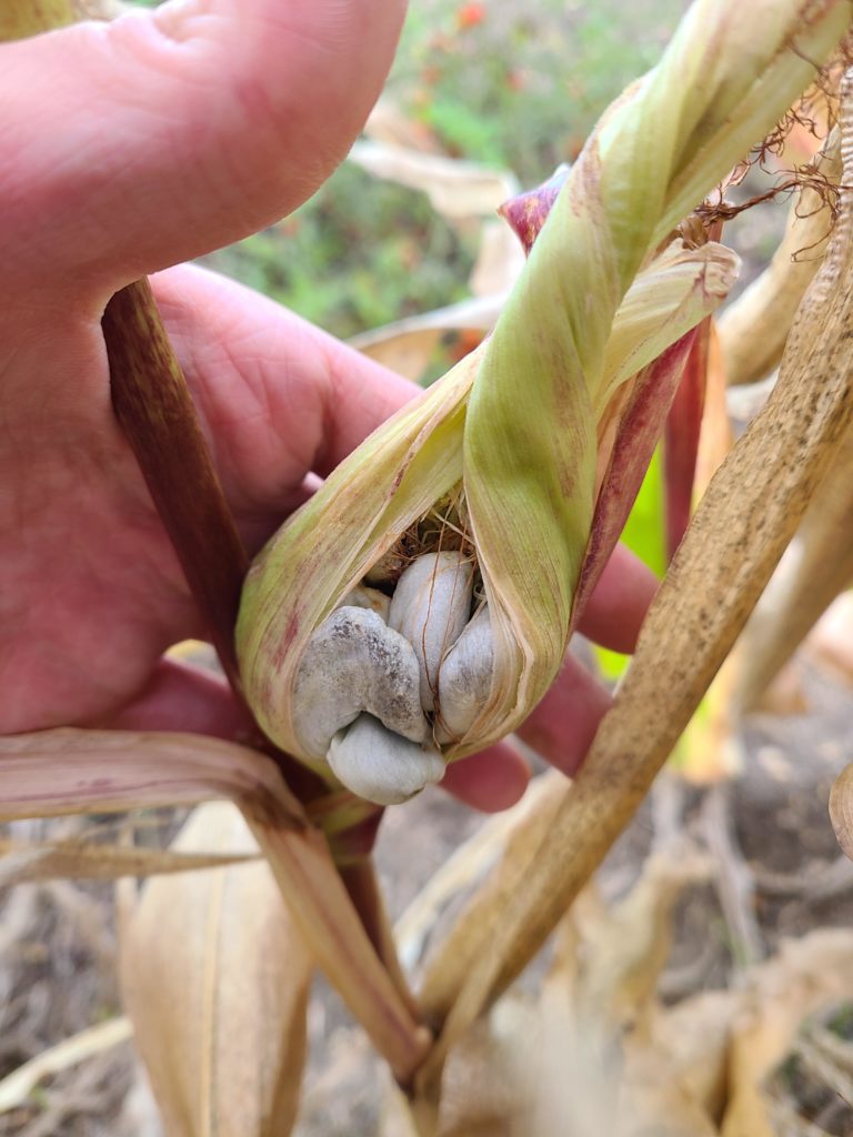 Corn smut!