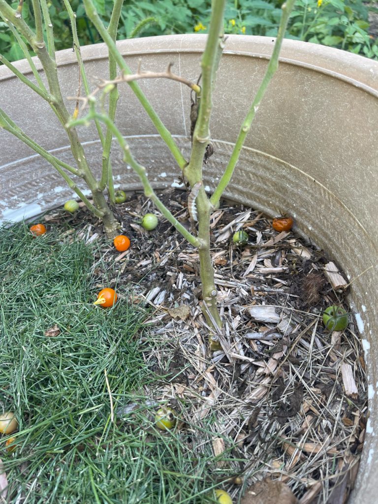 Still have no idea what this is. I’ve just been letting him munch on these plants.