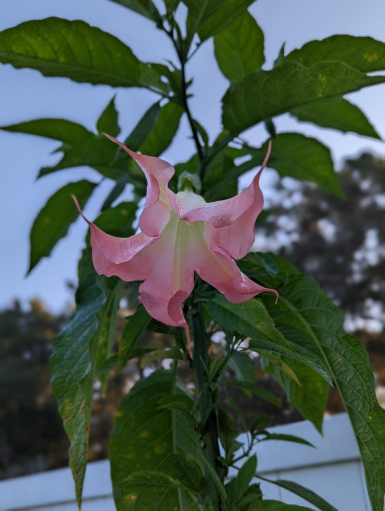 Angel Trumpet